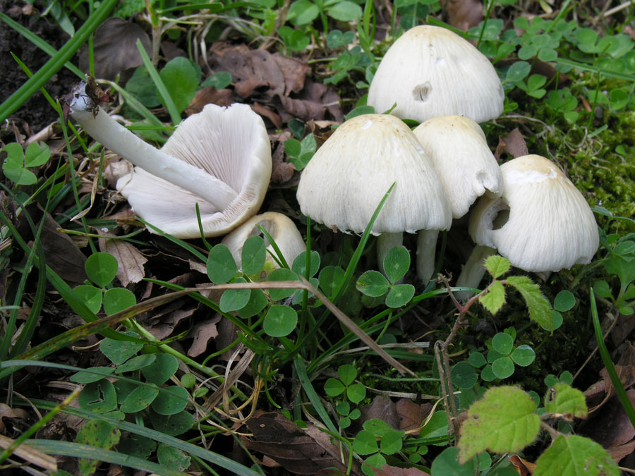 Faggeta